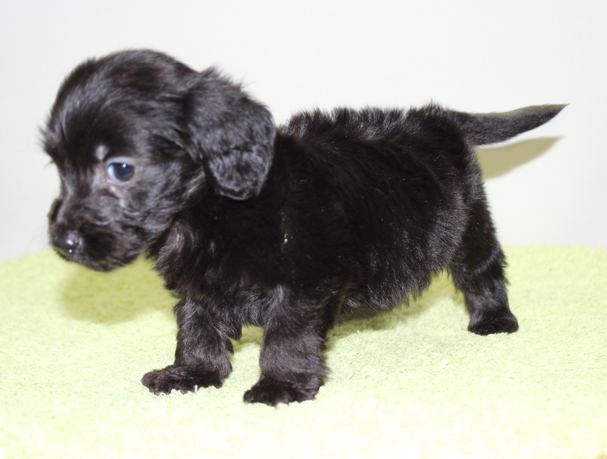 MIX 2025-12-6生まれ♂ ブラック | ペットのすずき